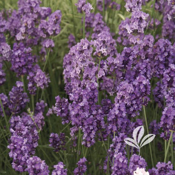 English Lavender - Imperial Gem