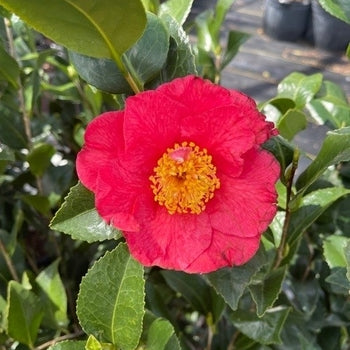 Camellia - Kramer's Beauty