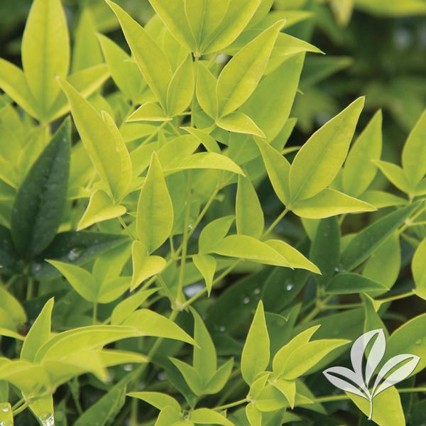 Nandina - Lemon Lime