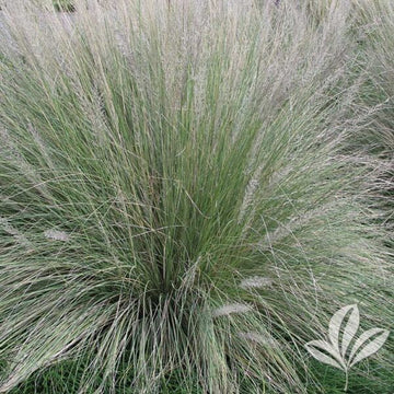 Grass - Lindheimer's Muhly