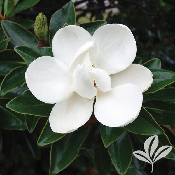 Magnolia - Little Gem Espalier