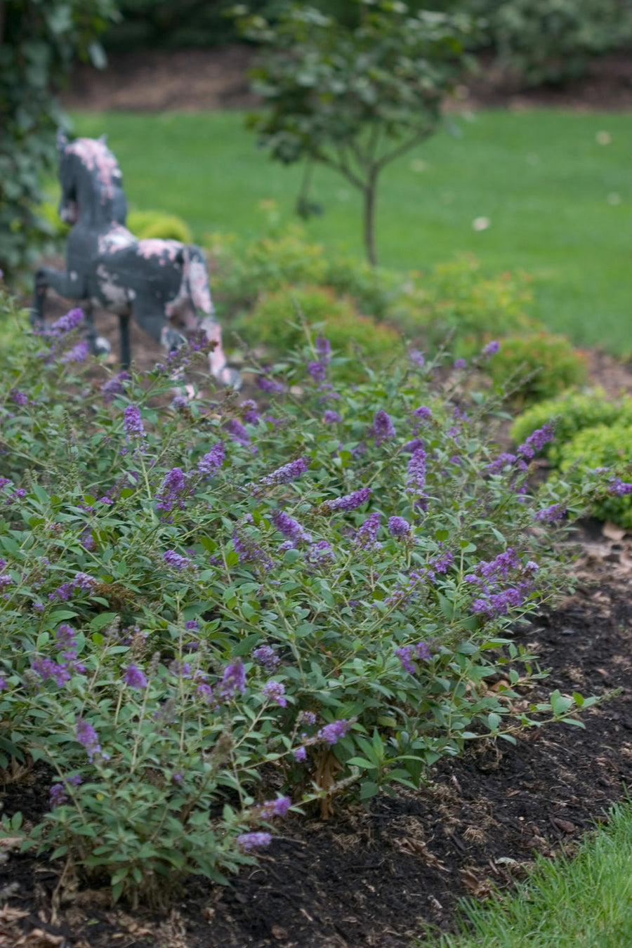 Butterfly Bush - Lo and Behold Blue Chip Proven Winners