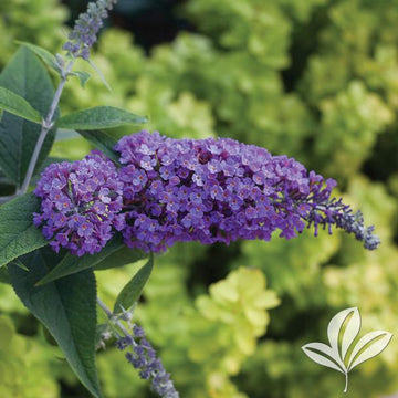 Butterfly Bush - Lo and Behold Purple Haze