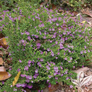 Cuphea - Mexican Heather