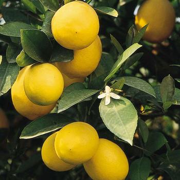 Lemon - Meyer Bush