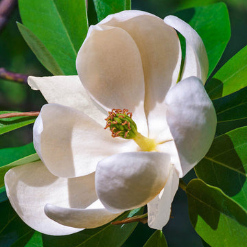Magnolia - Moonglow