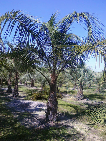 Palm - Mule