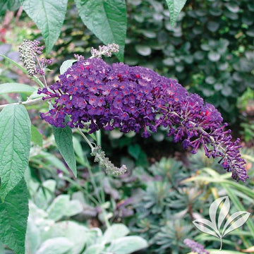 Butterfly Bush - Nanho Purple
