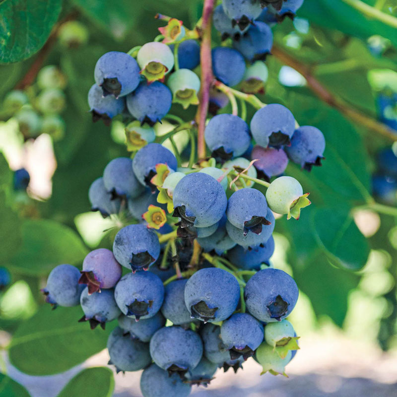 Blueberry - Ochlockonee