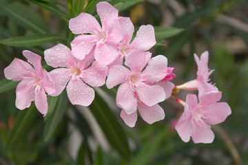 Oleander - Hardy Pink