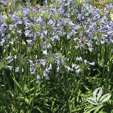 Agapanthus - Peter Pan Dwarf Lily of the Nile