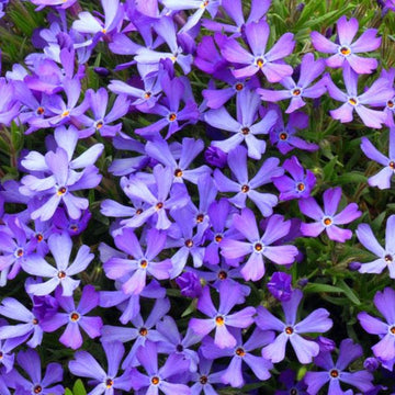 Phlox - Violet Pinwheels