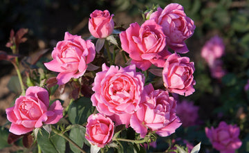 Rose - Pink Double Knock Out