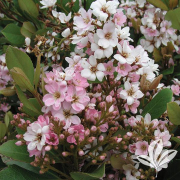 Indian Hawthorn - Pink Lady
