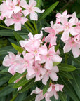 Oleander - Pink