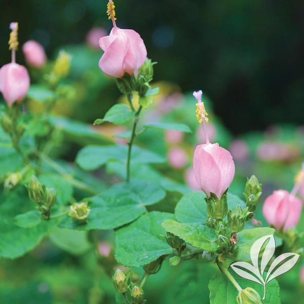 Turk's Cap - Pink