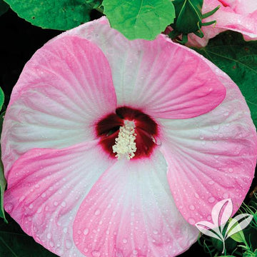 Hardy Hibiscus - Pink and White Swirl