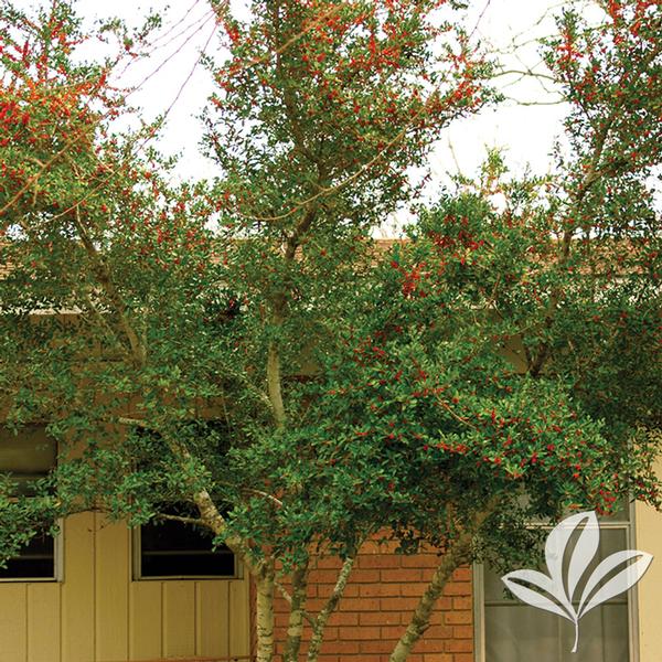 Holly - Pride of Houston Yaupon Tree Form