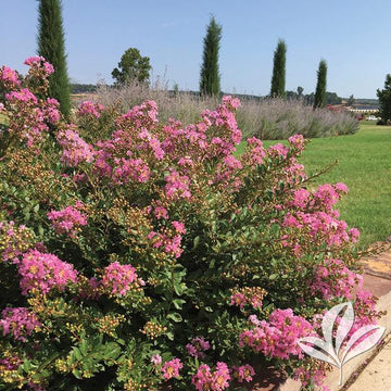 Crape Myrtle - Princess Lyla