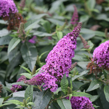 Butterfly Bush - Pugster Periwinkle Proven Winners