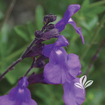 Autumn Sage - Purple