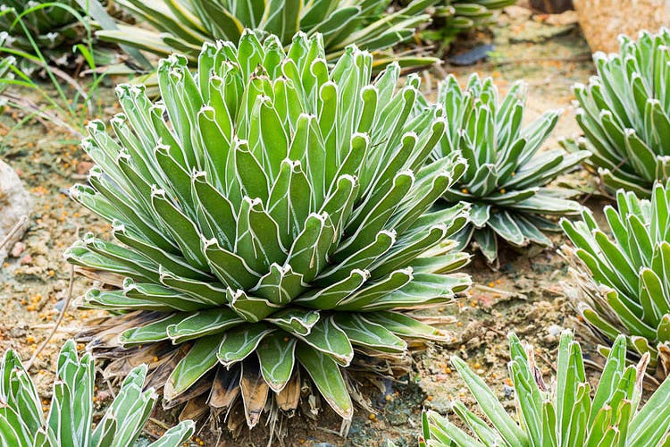 Agave - Queen Victoria