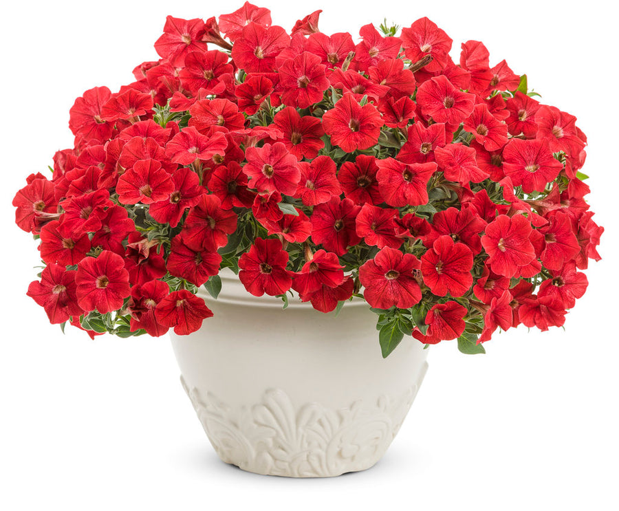 Petunia  - Really Red Supertunia Proven Winners