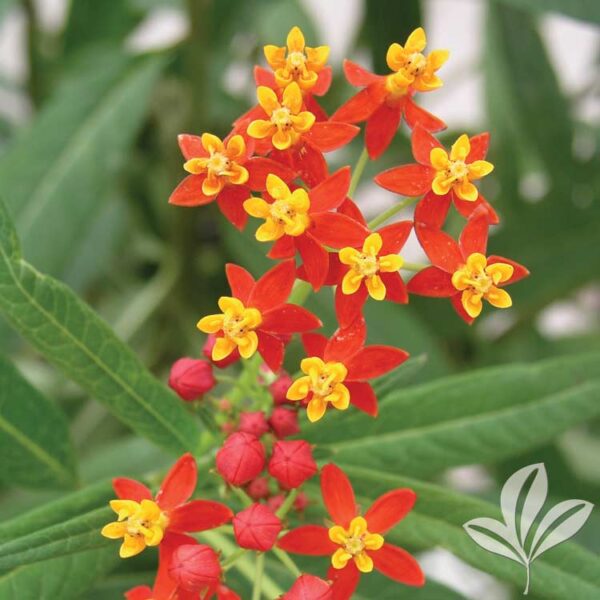 Tropical Milkweed - Red Butterfly