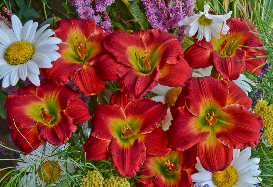 Daylily - Red Hot Returns Proven Winners