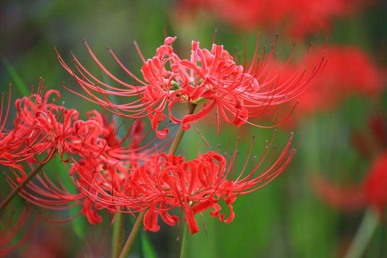 Lycoris Radiata - Red Spider Lily