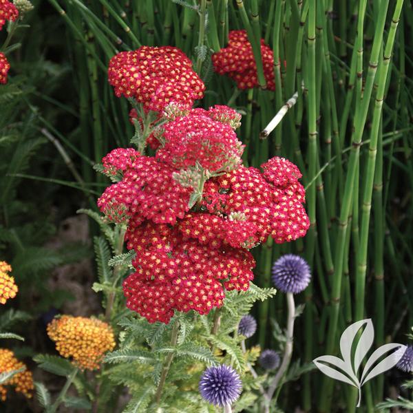 Yarrow - Red Velvet