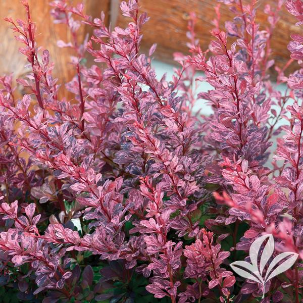 Barberry - Rosy Glow
