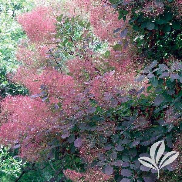 Smoketree - Royal Purple Bush Form