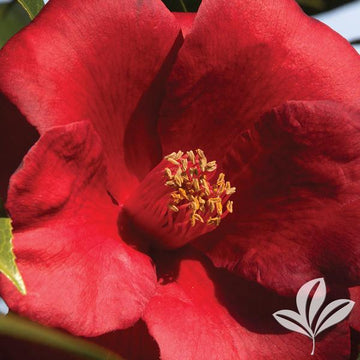 Camellia - Royal Velvet