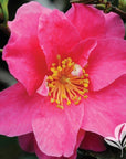 Camellia - Shishi Gashira