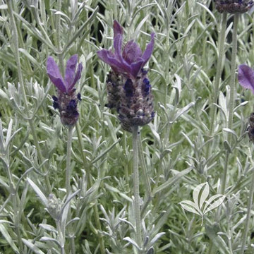 Spanish Lavender - Silver Anouk