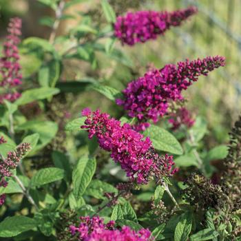 Butterfly Bush - Summer Sips Sangria