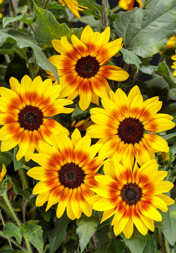 Sunflower - Suncredible Saturn Proven Winners