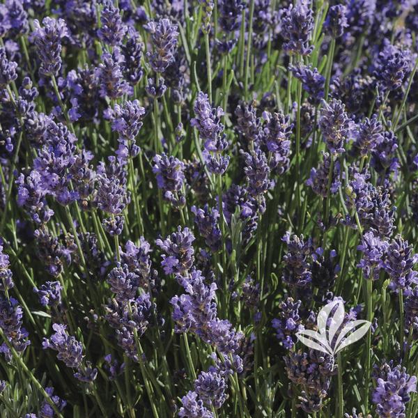 English Lavender - Super Blue | Fossil Creek Tree Farm