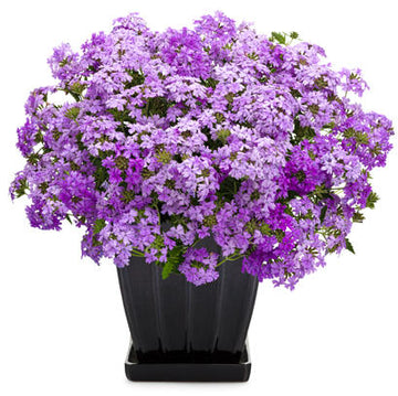 Verbena - Large Lilac Blue Superbena Proven Winners