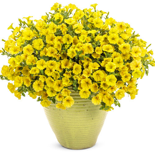 Petunia  - Yellow Mini Vista Supertunia Proven Winners