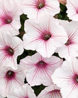 Petunia - Silverberry Vista Supertunia Proven Winners