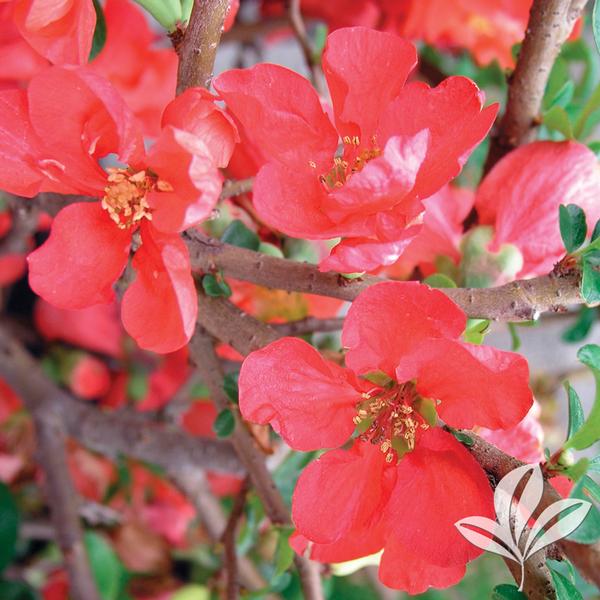 Quince - Texas Scarlet
