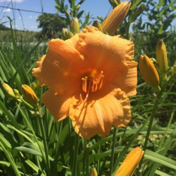 Daylily - Tiny Pumpkin