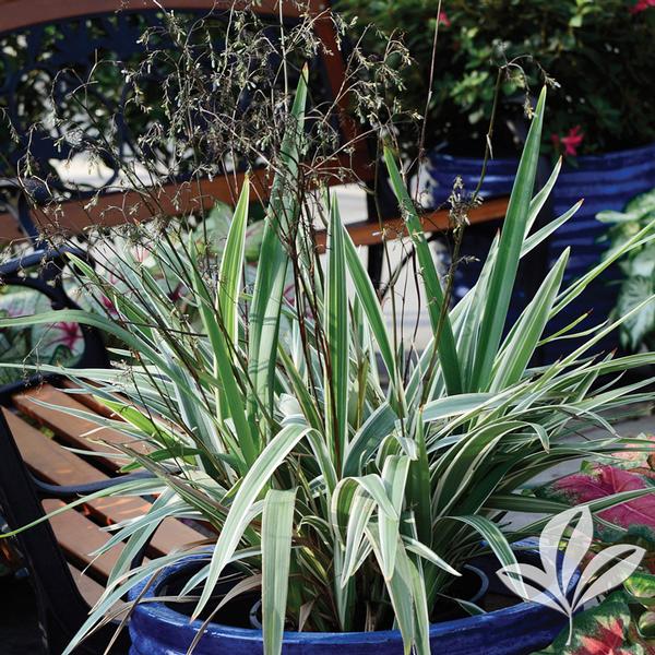 Flax Lily - Variegated