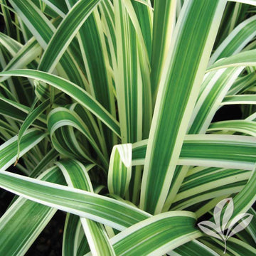 Flax Lily - Variegated