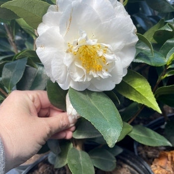 Camellia - Victory White
