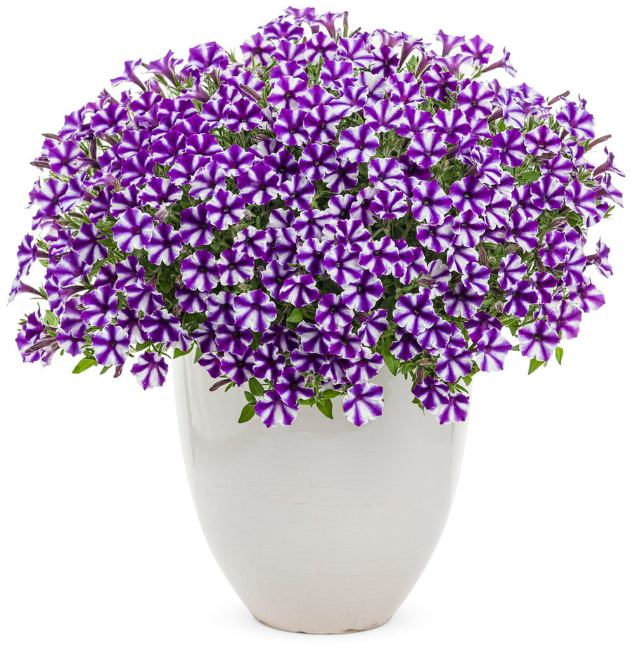 Petunia  - Violet Star Mini Vista Supertunia Proven Winners