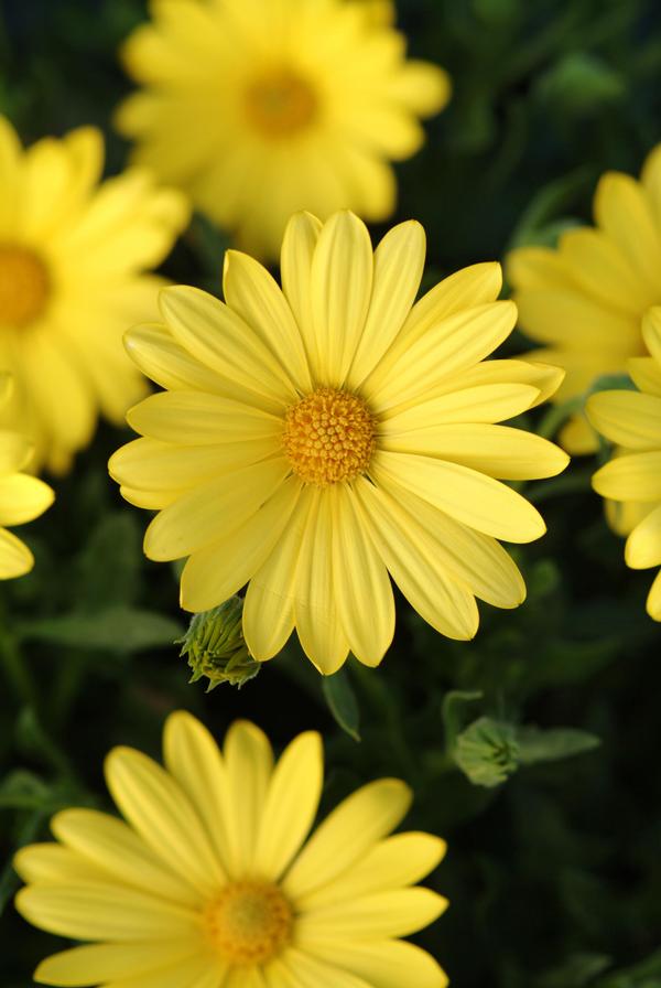 African Daisy - Voltage Yellow