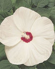 Hardy Hibiscus - White